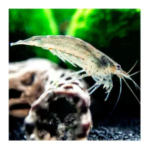 Kozice: Amano shrimp