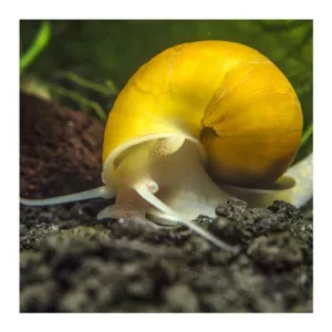 Puževi: Apple snail