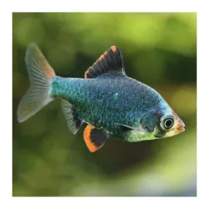 Ribice za akvarijum: Barbus tetrazona zeleni