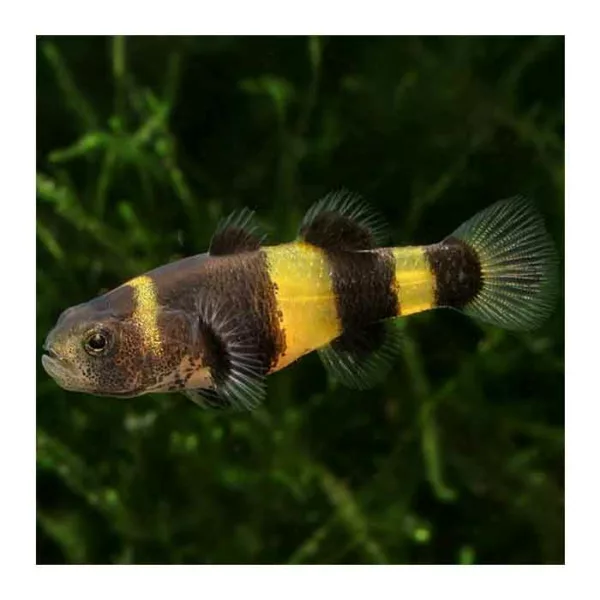 Ribice za akvarijum: Bumblebee Catfish