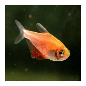 Ribice za akvarijum: Flameus tetra