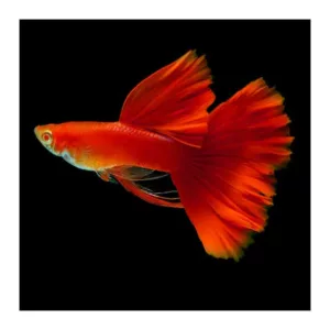 Ribice za akvarijum: Guppy full red