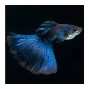 Ribice za akvarijum: Guppy Moscow Blue