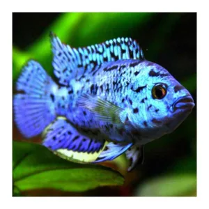 Ribice za akvarijum: Jack Dempsey electric blue
