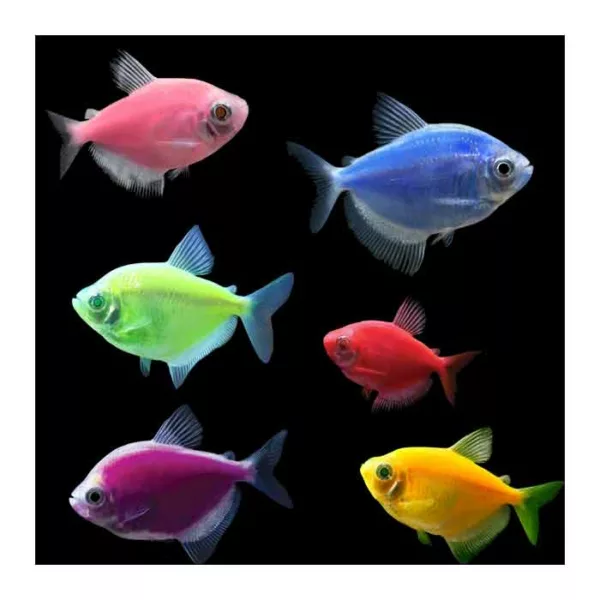 Ribice za akvarijum: Kolor Tetra