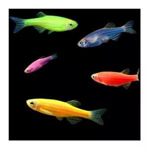 Ribice za akvarijum: Kolor zebrica