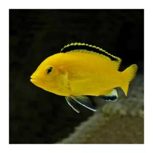 Ribice za akvarijum: Labidochromis Caeruleus