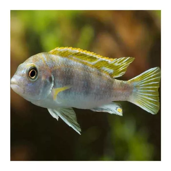 Ribice za akvarijum: Labidochromis Perlmutt