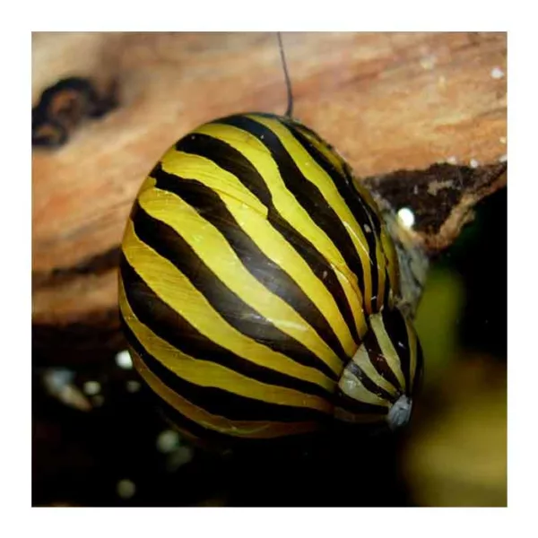 Puževi: Nerita snail