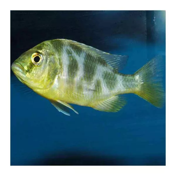 Ribice za akvarijum: Nimbochromis Venustus