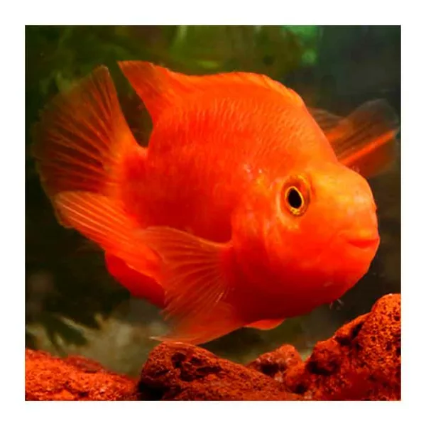 Ribice za akvarijum: Papagaj ribica