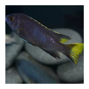 Ribice za akvarijum: Pseudothropheus Acei Itungi