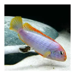 Ribice za akvarijum: Pseudothropheus Red Top Ndumbi