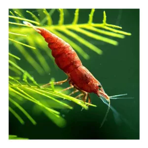 Kozice: Red Cherry shrimp