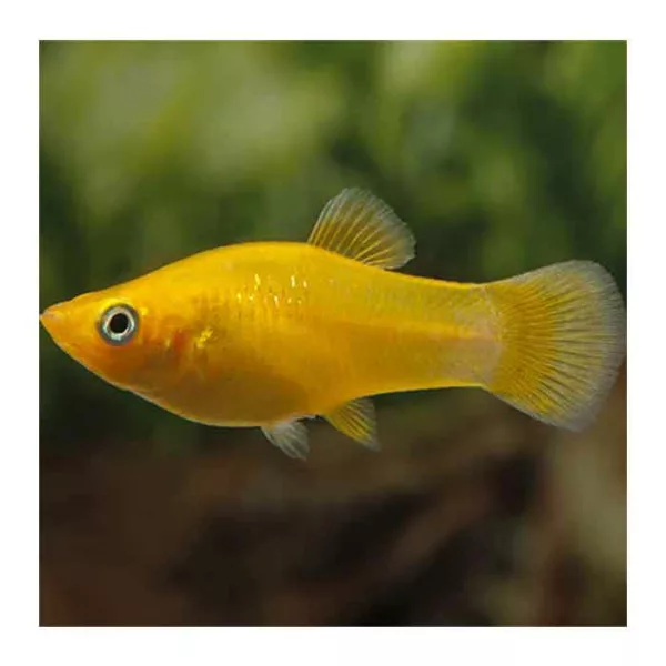 Ribice za akvarijum: Žuti Moli