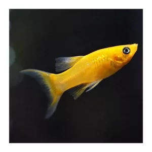 Ribice za akvarijum: Žuti Moli