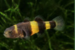 bumblebee cat fish